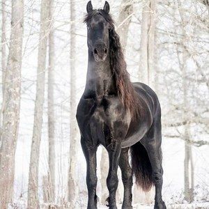 Meet your Posher, Becky